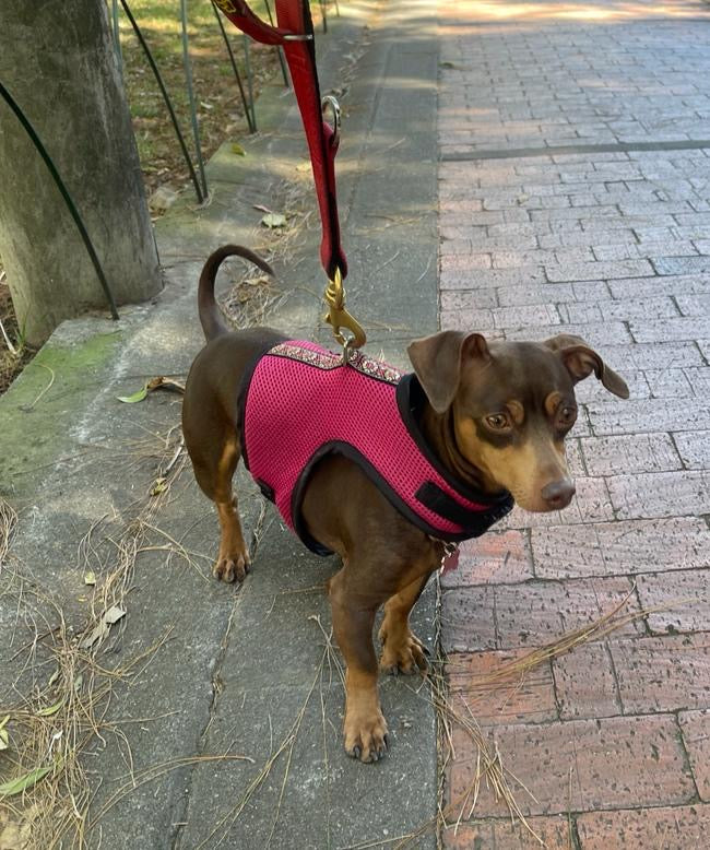 Pechera para Perro con Correa Marca Braco