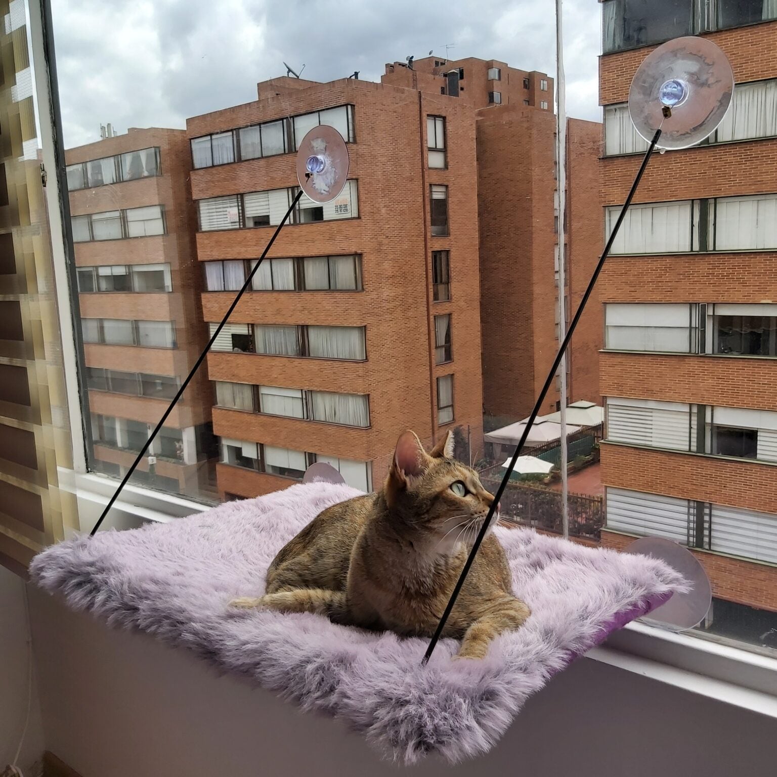 Hamaca para Gatos