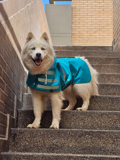 Capa de Lluvia Impermeable para Perro Color Aguamarina Marca Braco Mascotas