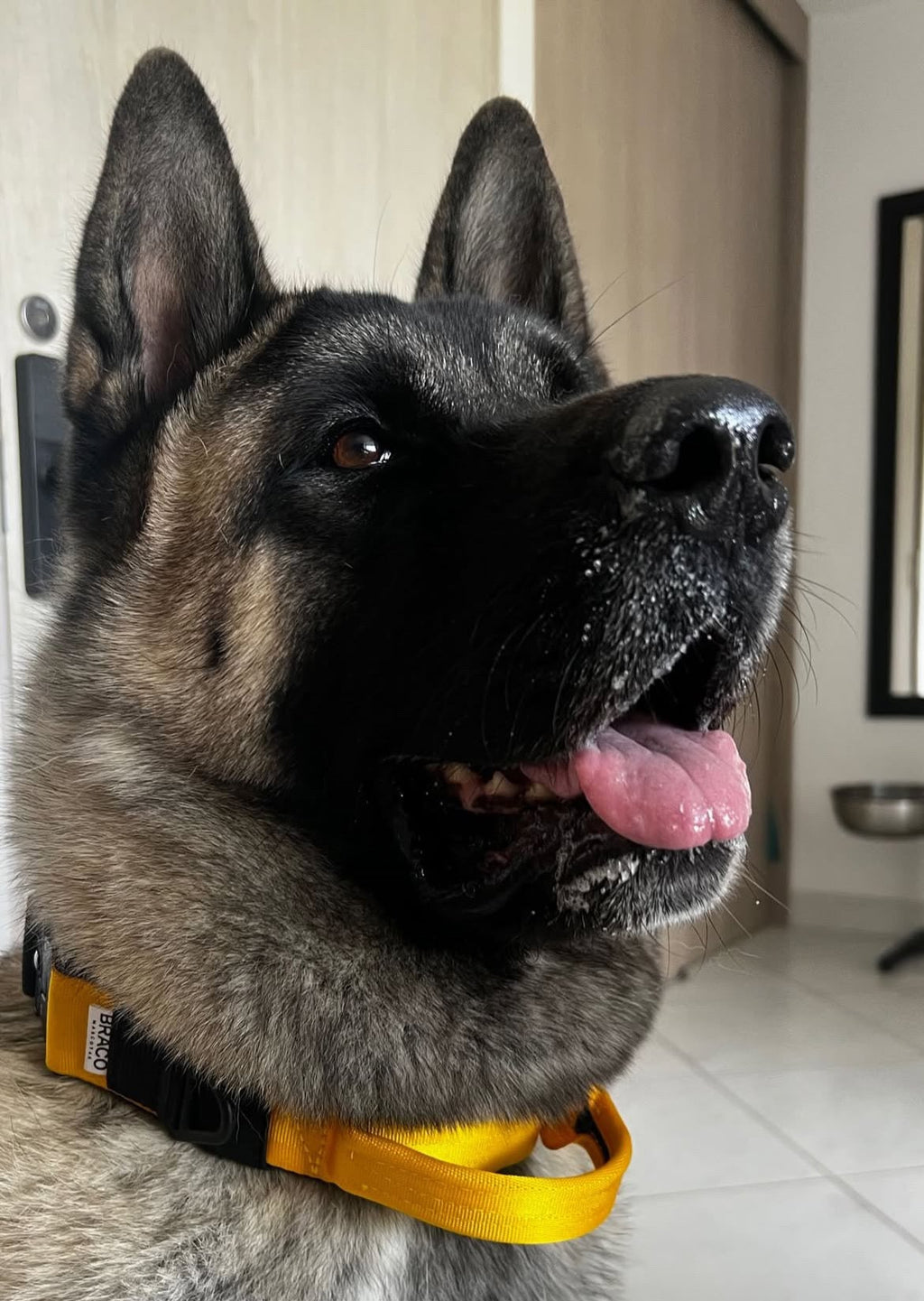 Collar Táctico de Identificación para Perro Amarillo, C. Gladiador, Marca Braco