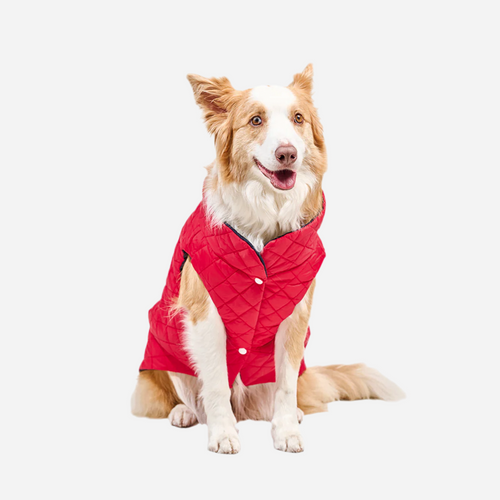 Chaleco para Perro Azul Marino con Rojo, Marca Braco