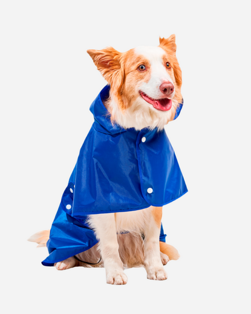 Capa impermeable para Perro Azul, capa para la lluvia Perro Marca Braco