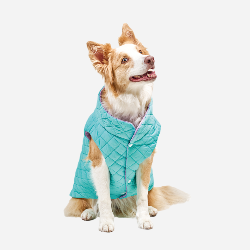 Chaleco Doble Faz para Perro, Aguamarina con Lila, Colección Horz, Marca Braco