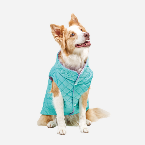 Chaleco para Perro Aguamarina con Lila, Marca Braco