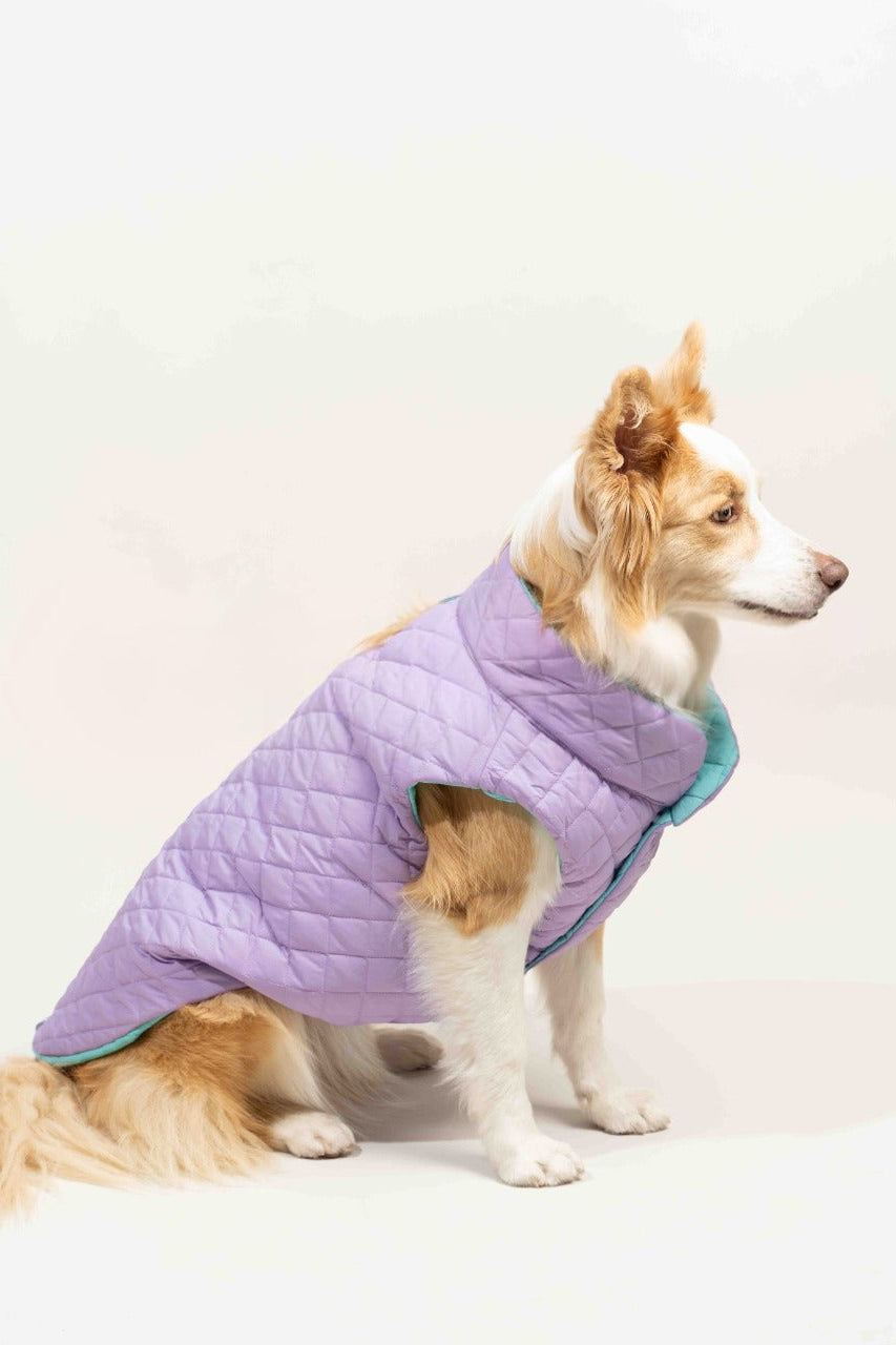 Chaleco Doble Faz para Perro, Aguamarina con Lila, Colección Horz, Marca Braco