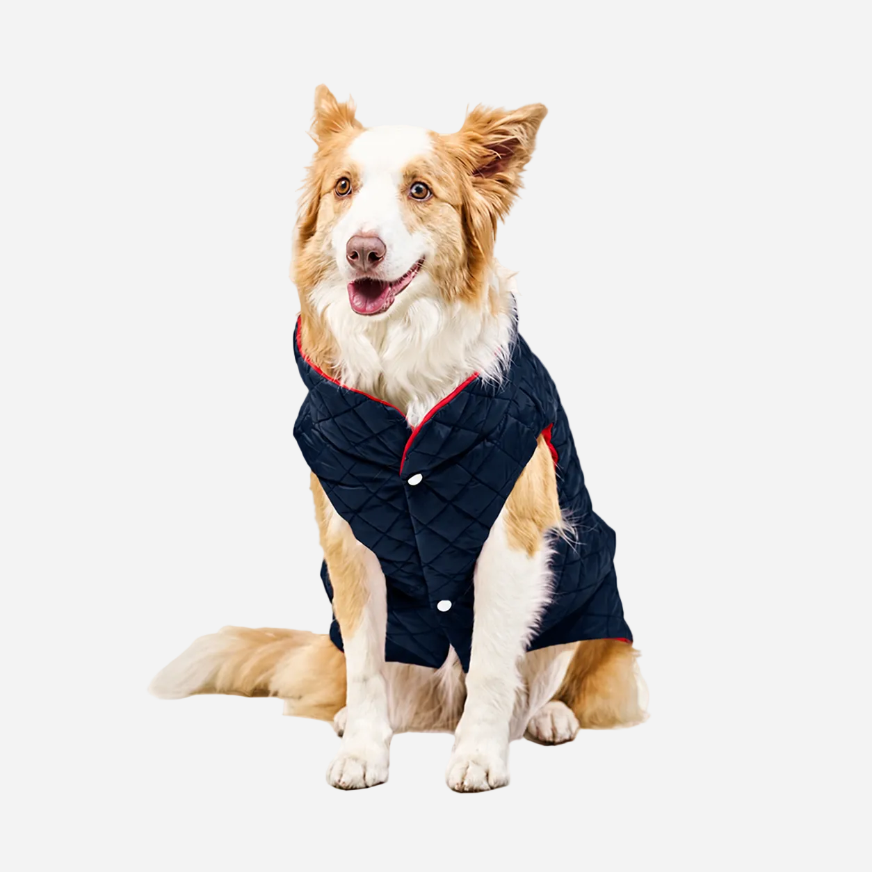 Chaleco Impermeable para Perro Doble Faz, Azul Marino con Rojo, Marca BRACO