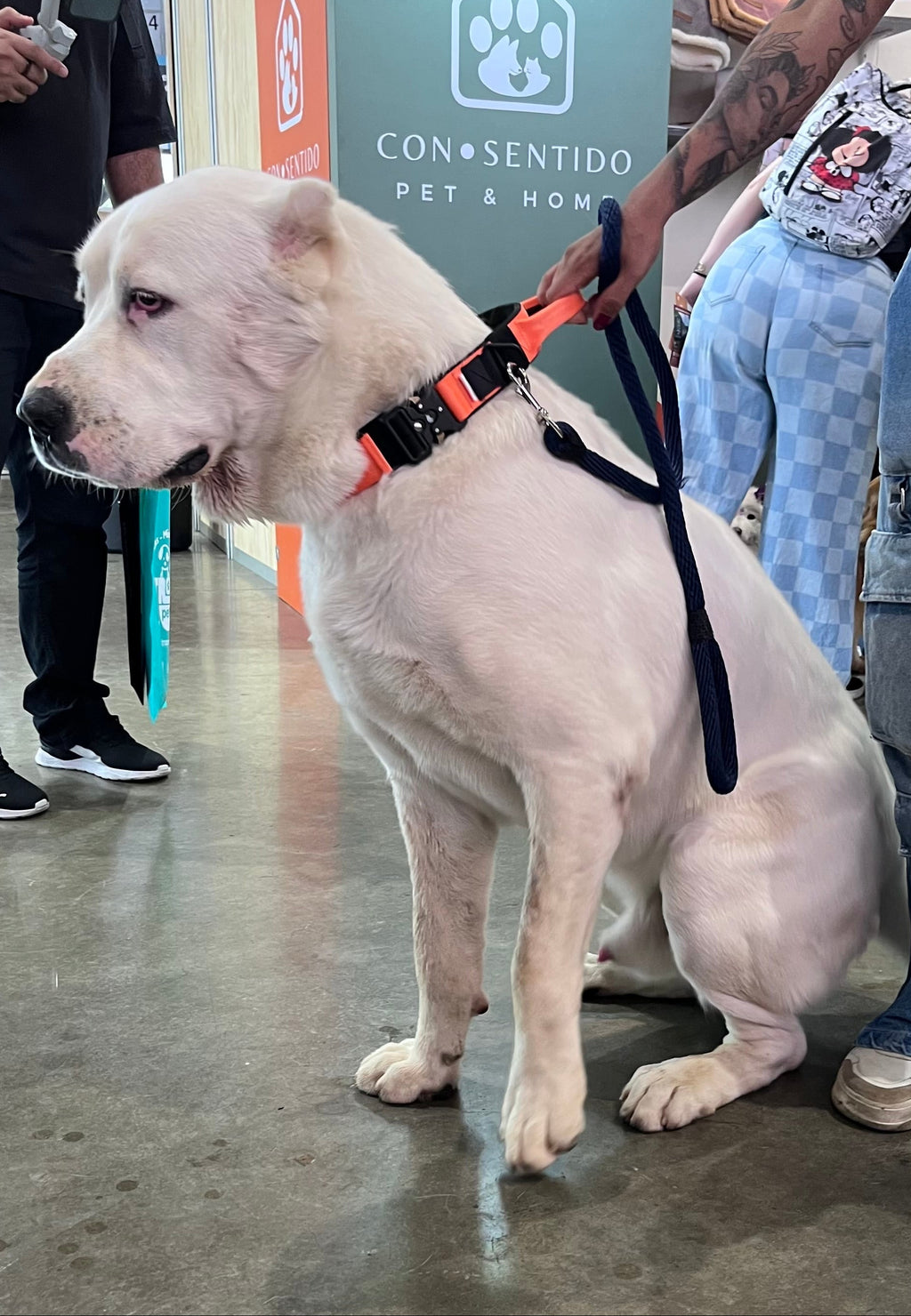 Collar Táctico de Identificación  para Perro Anaranjado, C. Gladiador, Marca Braco