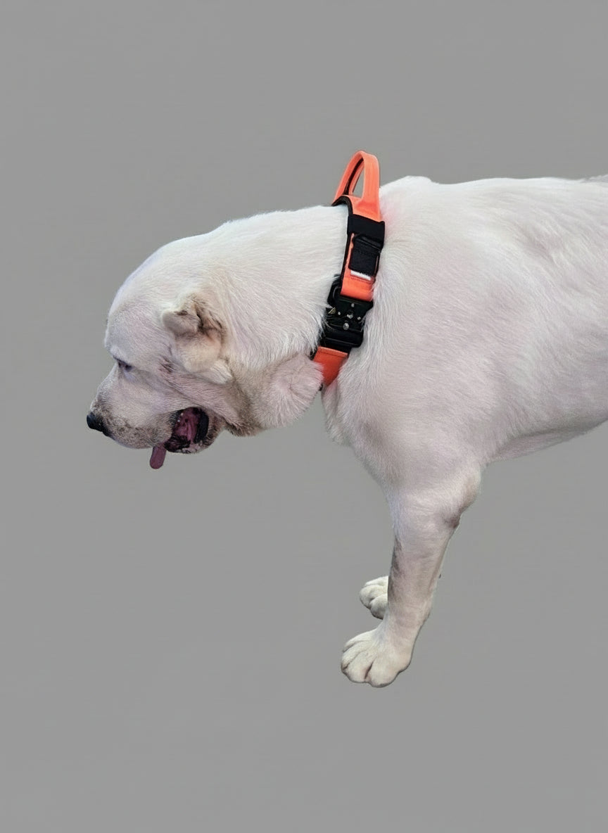 Collar Táctico de Identificación  para Perro Anaranjado, C. Gladiador, Marca Braco