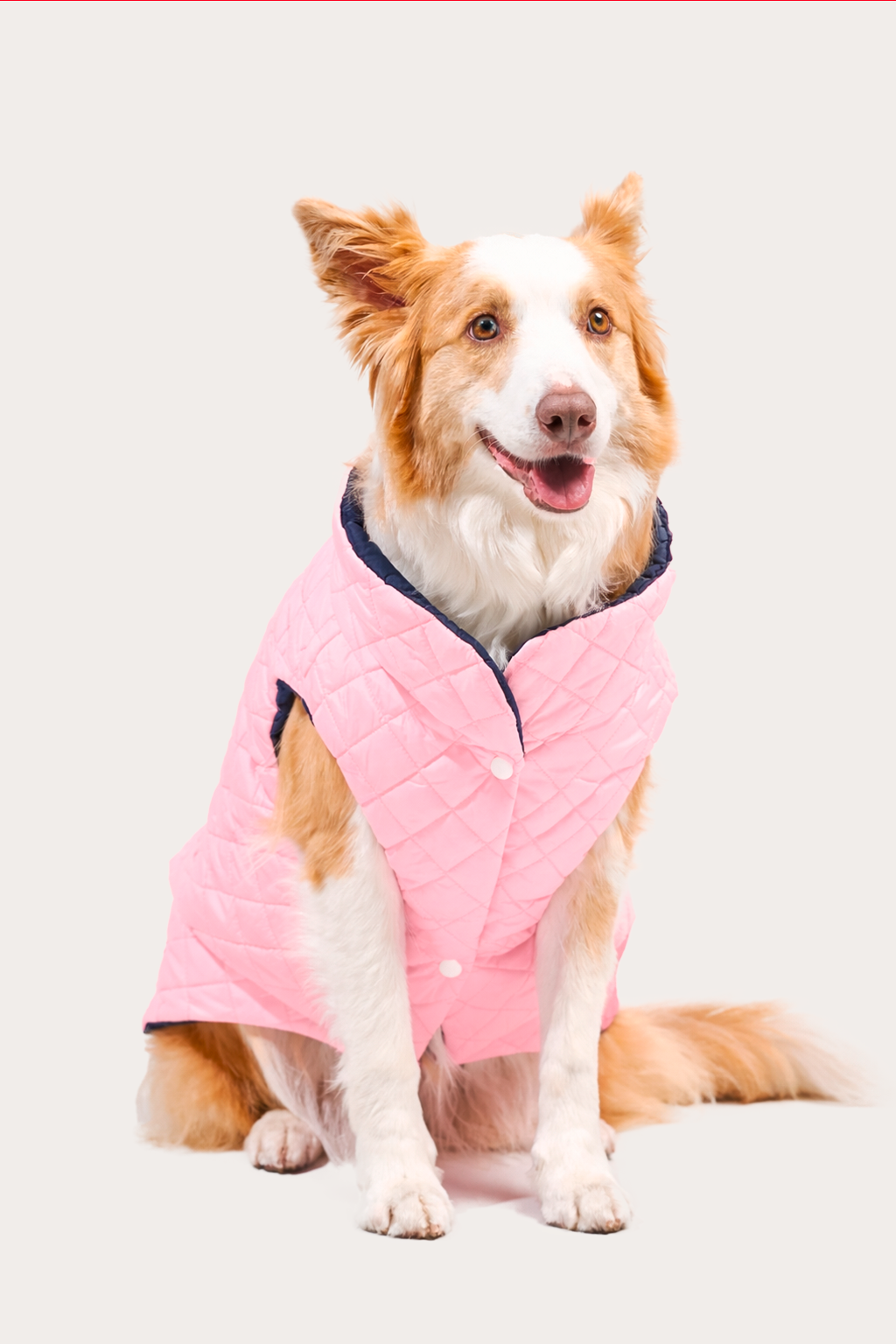 Chaleco para Perro Rosado con Azul Marino, Marca Braco