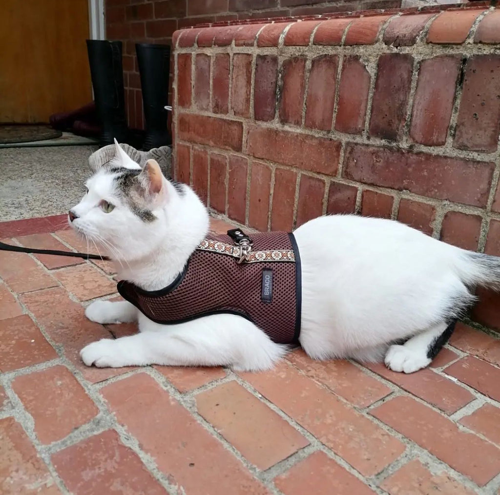 Pechera para Gato con Correa Marca Braco