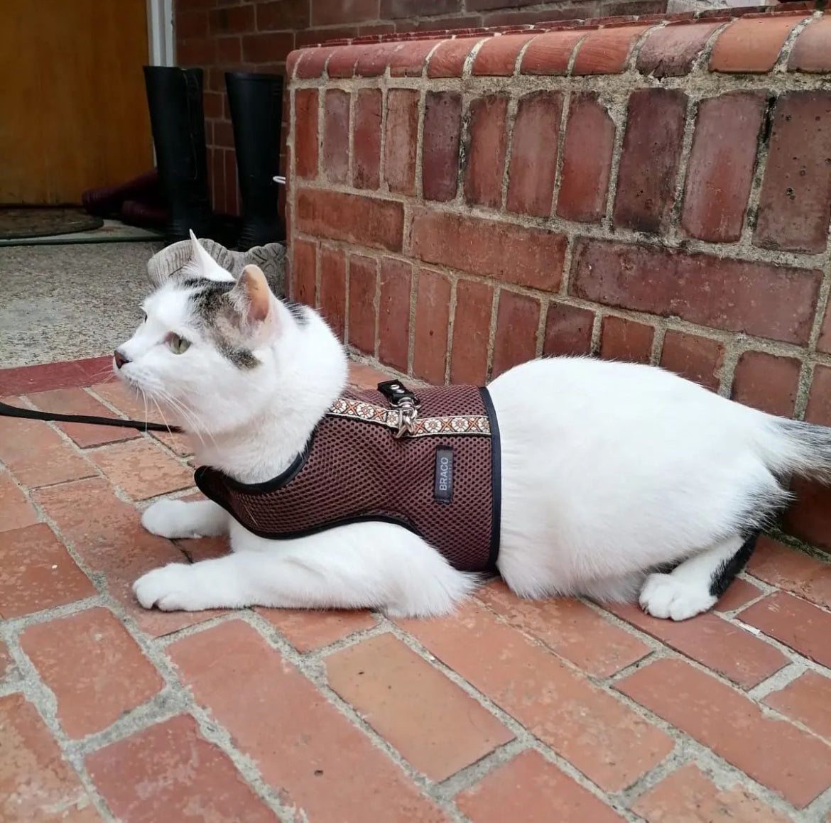 Pechera para Gato con Correa Marca Braco