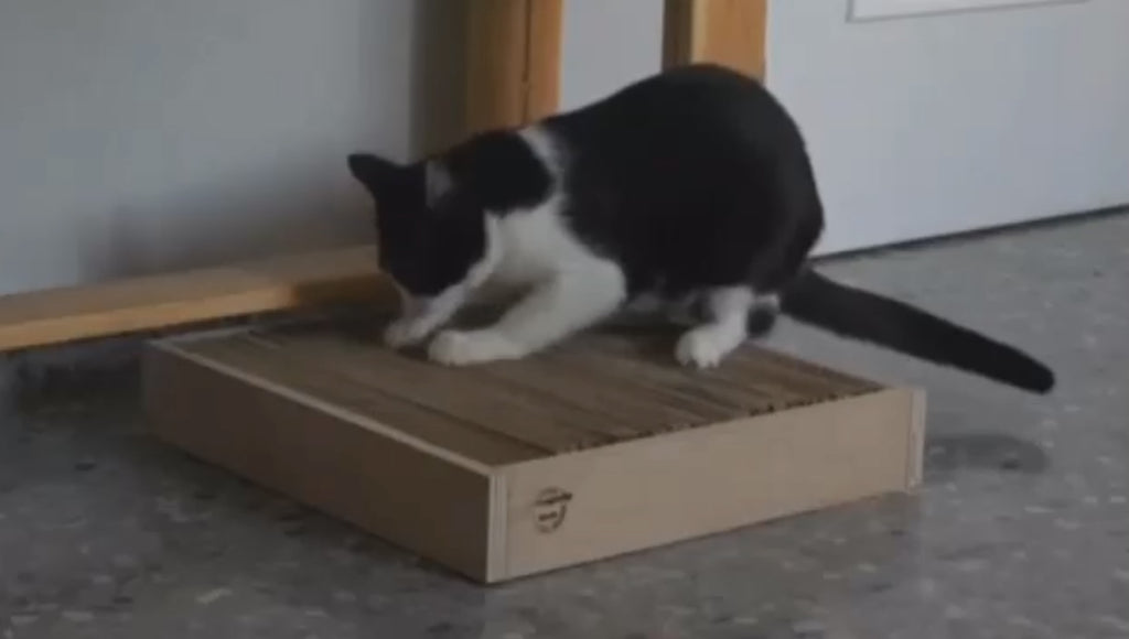 Rascador de Cartón para Gatos